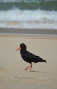 Bird on Gamtoos Beach