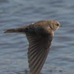 African Black Swift