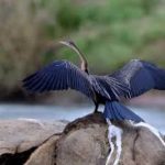 African Darter