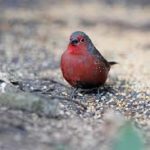 African Firefinch (Bluebilled..)