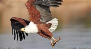 African Fish Eagle