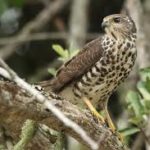 African Goshawk