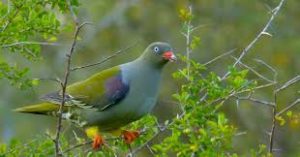 African Green-Pigeon