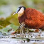 African Jacana