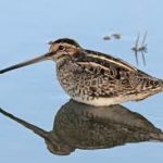 African Snipe