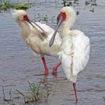 African Spoonbill
