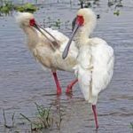 African Spoonbill