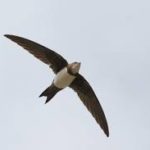 Alpine Swift