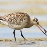 Bar-tailed Godwit