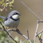 Bar-throated Apalis