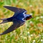 Barn Swallow