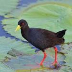 Black Crake