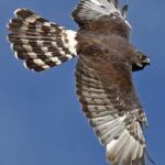 Black Harrier