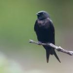 Black Saw-wing Swallow