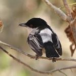 Black-backed Puffback