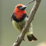 Black-collared Barbet