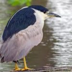 Black-crowned Night Heron