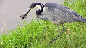 Black-headed Heron