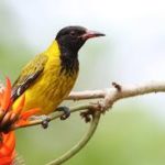 Black-headed Oriole