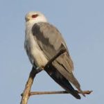 Black-shouldered Kite