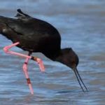 Black -winged Stilt