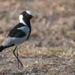 Blacksmith Lapwing