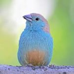 Blue Waxbill