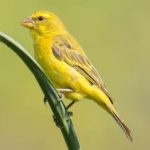 Brimstone Canary