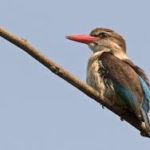 Brown-hooded Kingfisher