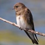 Brown-throated Martin