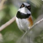 Cape Batis