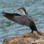 Cape Cormorant