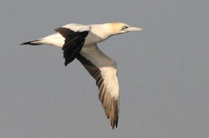 Cape Gannet