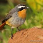 Cape Robin-Chat