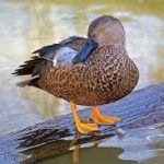 Cape Shoveler