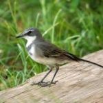 Cape Wagtail