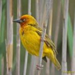 Cape Weaver