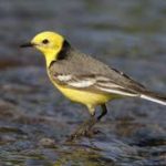 Citrine Wagtail