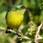 Collared Sunbird