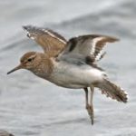 Common Sandpiper