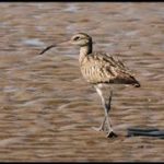 Common Whimbrel