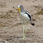 Crowned Lapwing