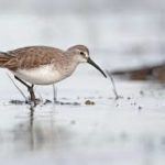 Curlew Sandpiper