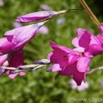 Dierama pendulum Bulbs