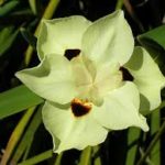 Dietes bicolor Bulbs