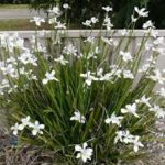 Dietes grandiflora