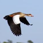 Egyptian Goose