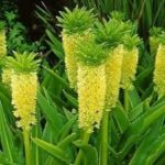 Eucomis autumnalis