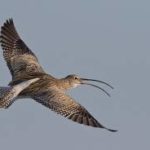 Eurasian Curlew