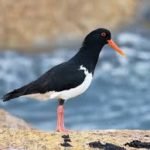 Eurasian Oystercatcher